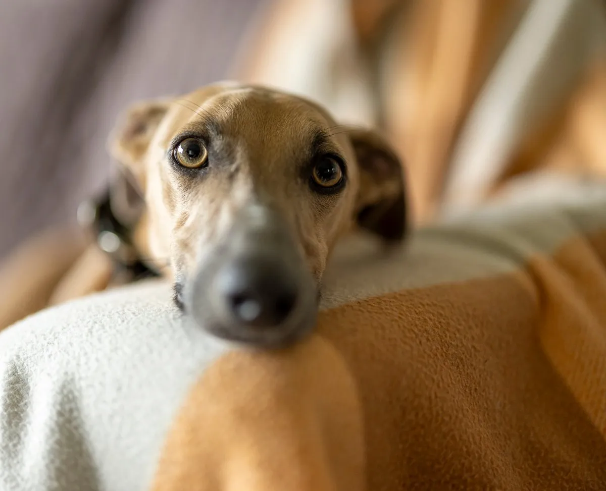 Edward the whippet on the lounge at Strictly Paws