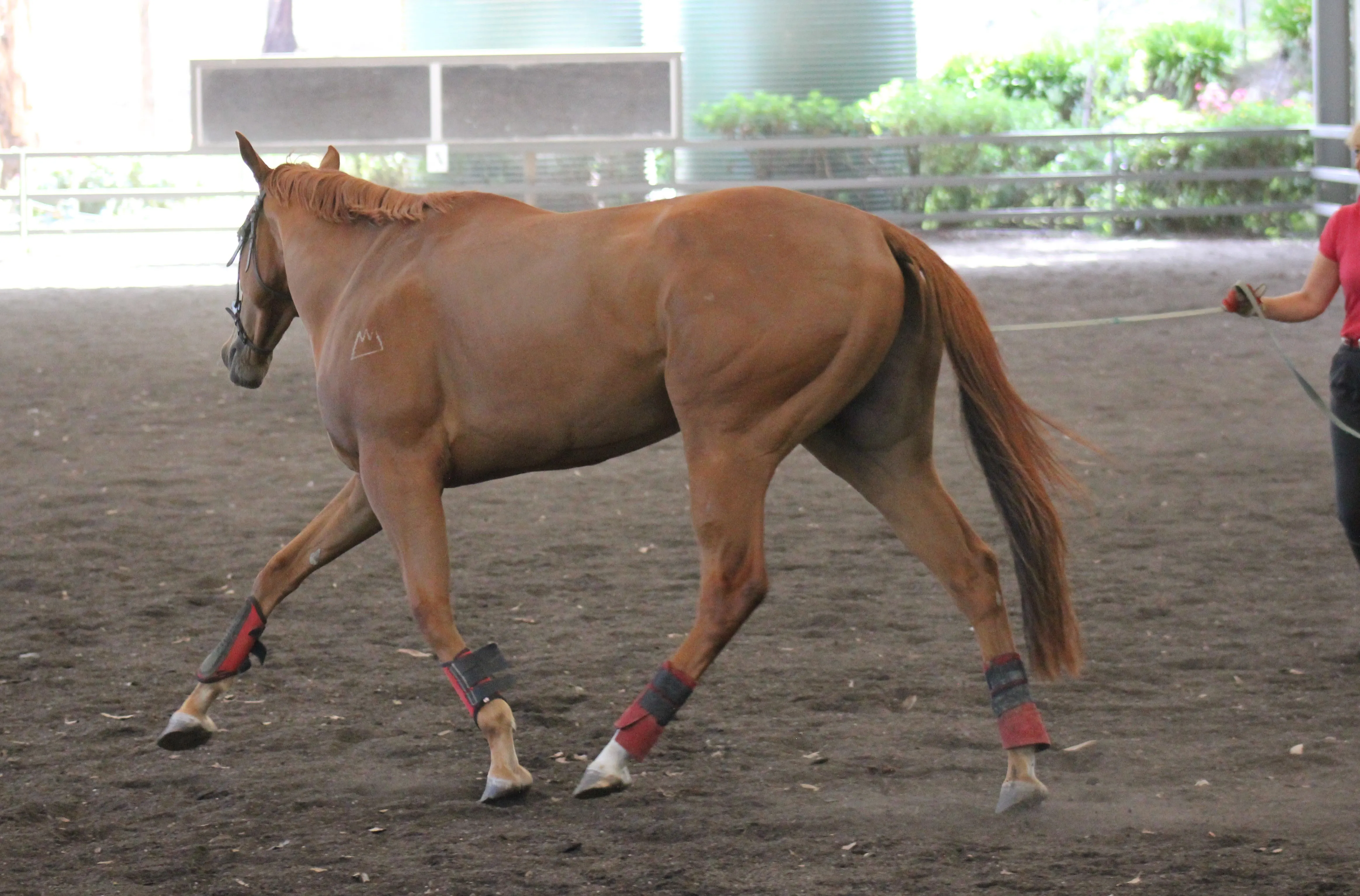 Maggie getting lunged to work on her fitness and posture while in locomotion