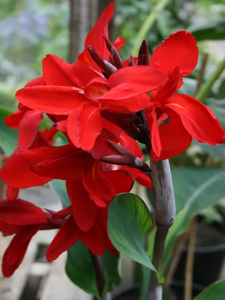 Canna-good-red