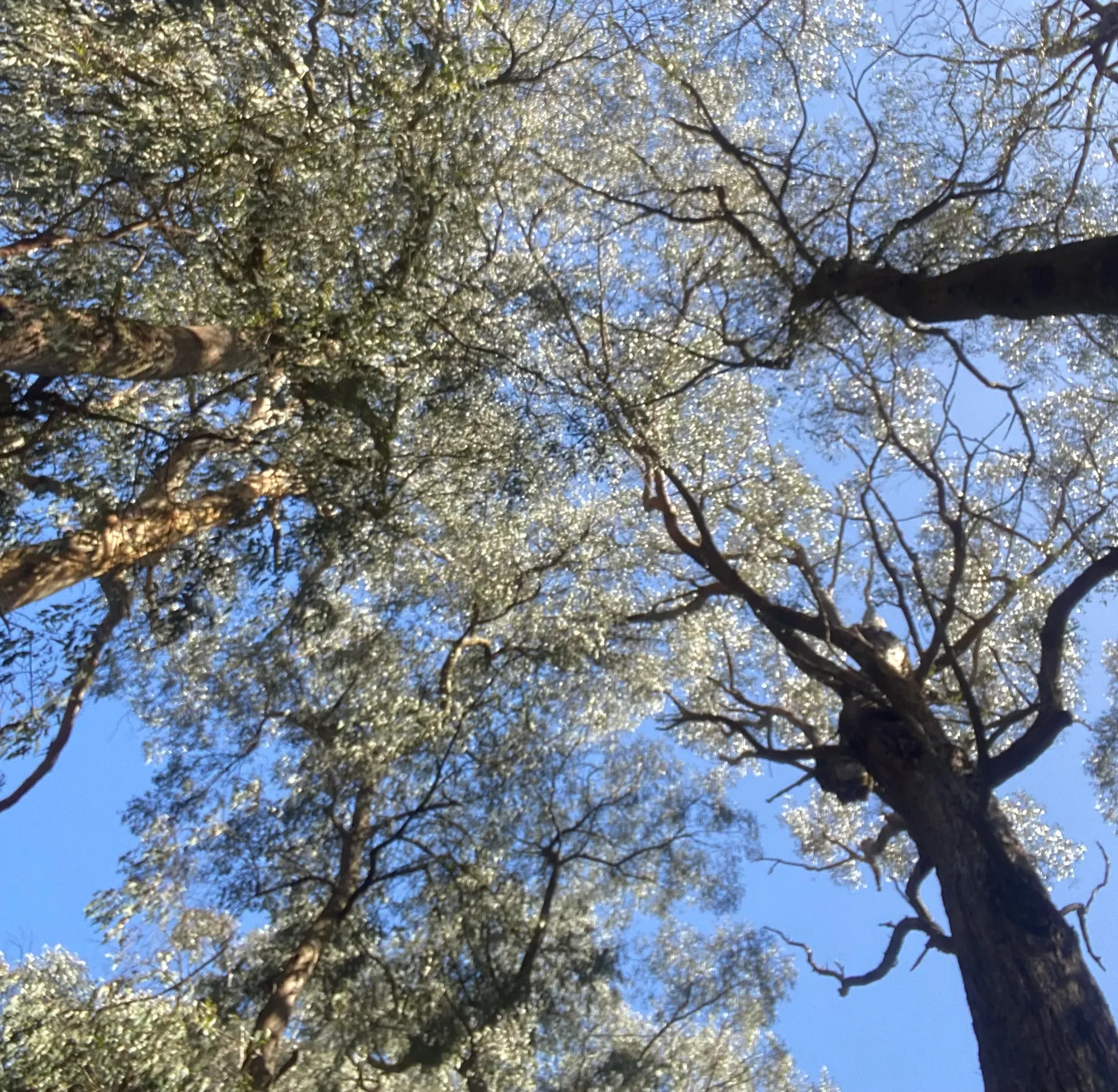 incorporating nature to ground duing breathwork