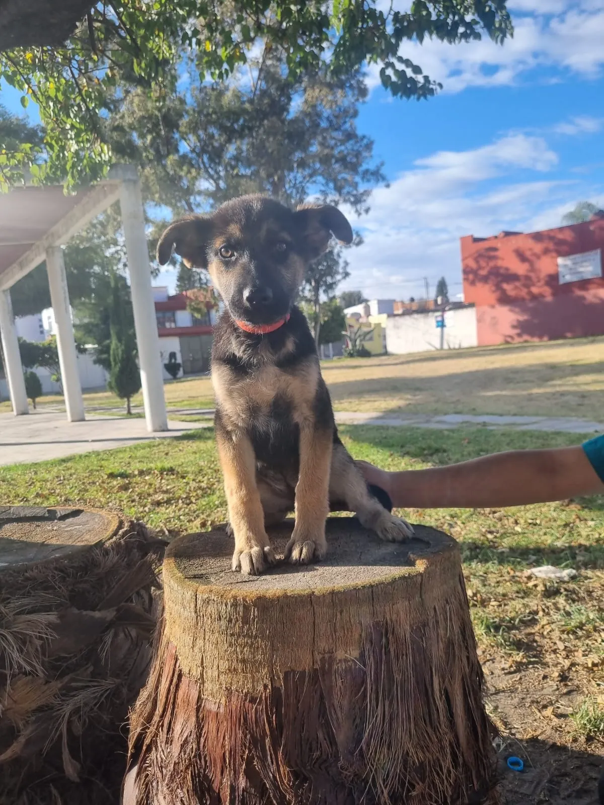 Chocolato: Medium-sized black and tan shepherd mix sitting outside on grass. Calm, friendly, good with dogs and kids.