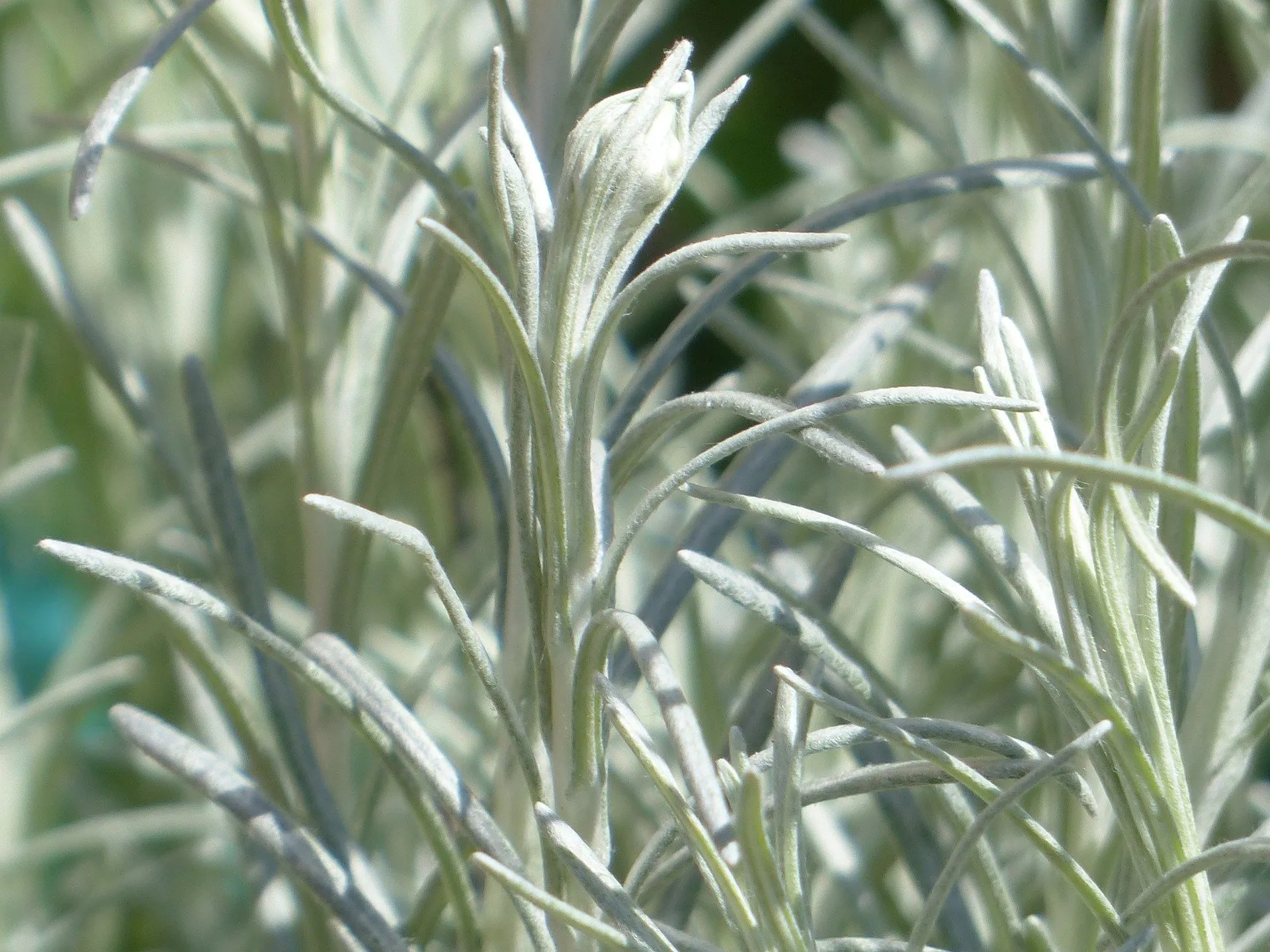 The Italian Immortelle plant.