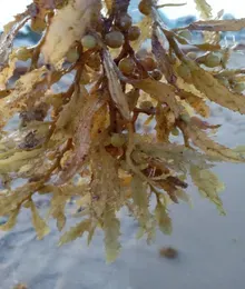 up close of Sarqassum show small berries