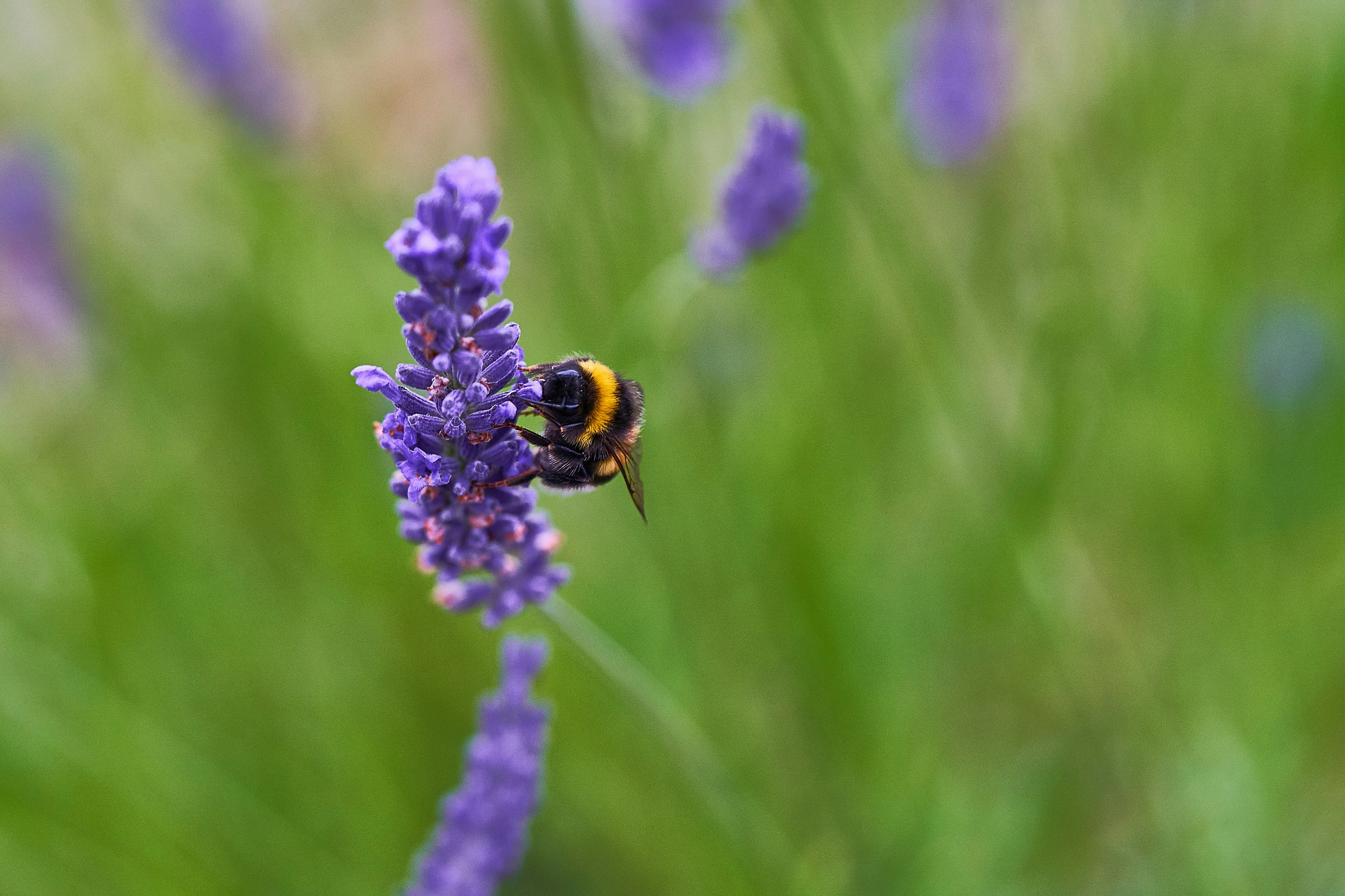 Embracing Nature's Bounty: The Healing Power of Medicinal Gardens