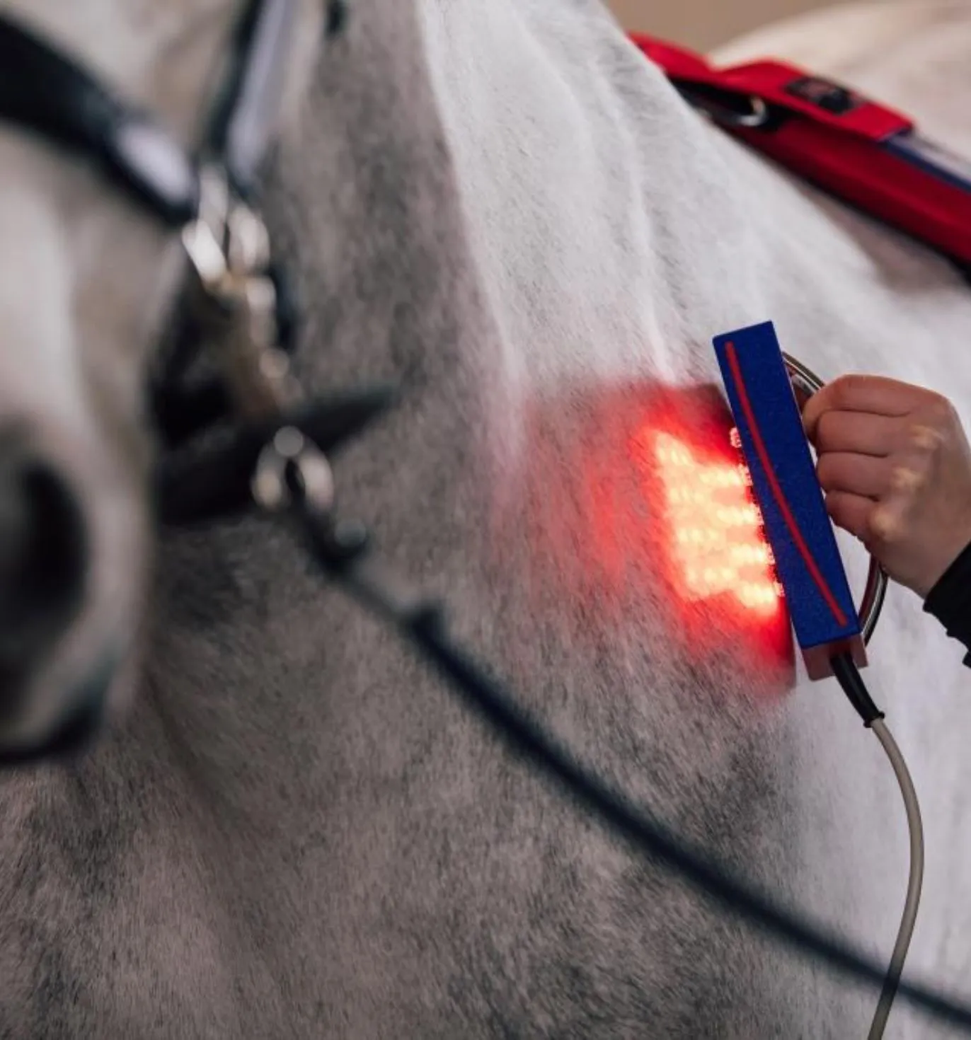 Equine Infrared Red Light Therapy