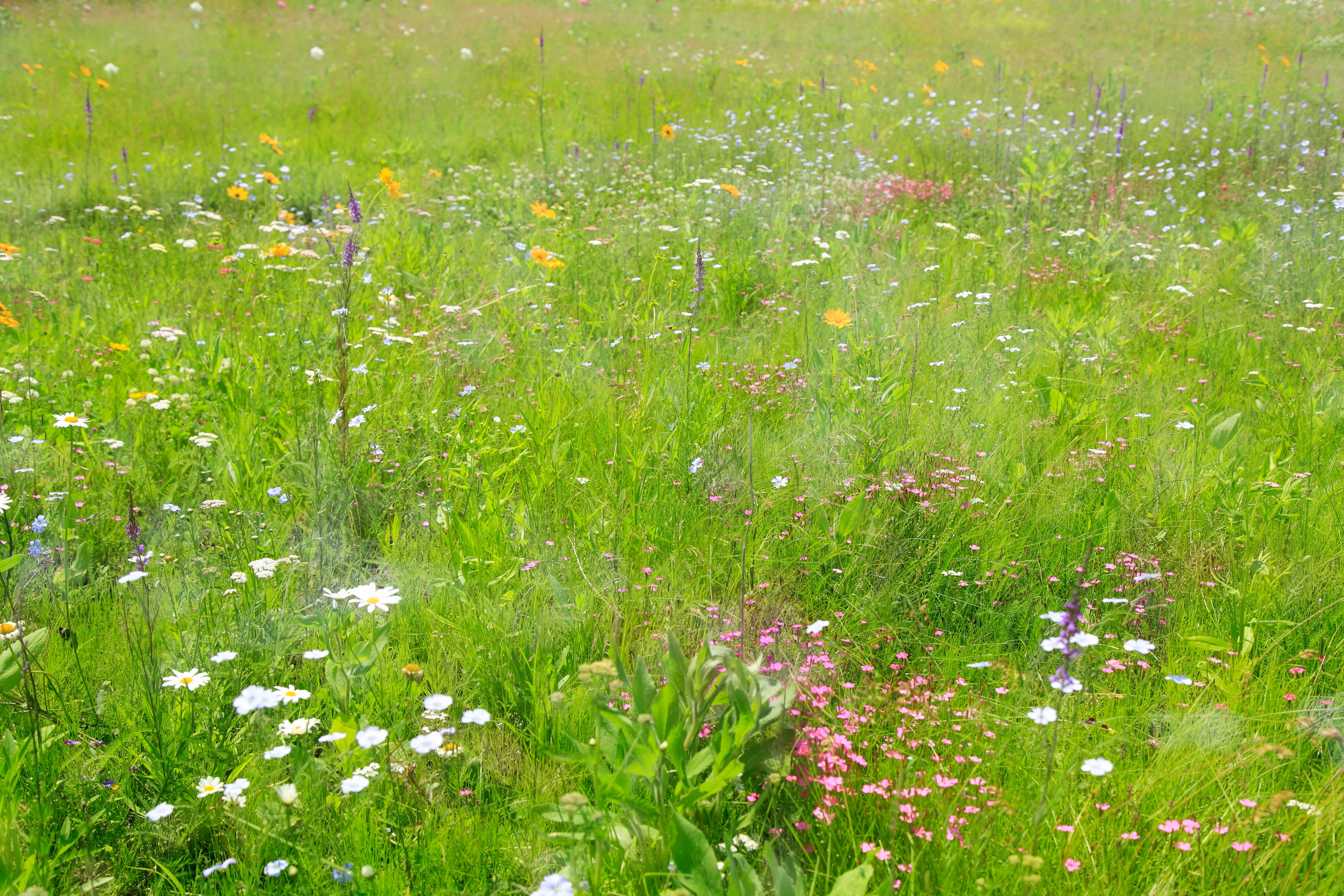 Wildflower Meadow 2 - My Garden Academy
