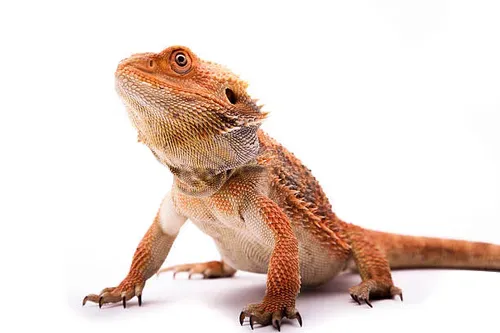 what is a bearded dragon morph? picture 