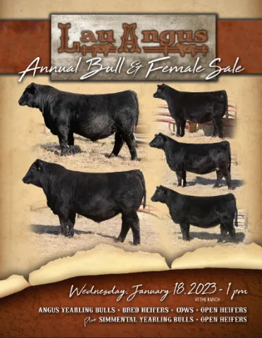 Lau Angus 2023 Bull and Female Sale