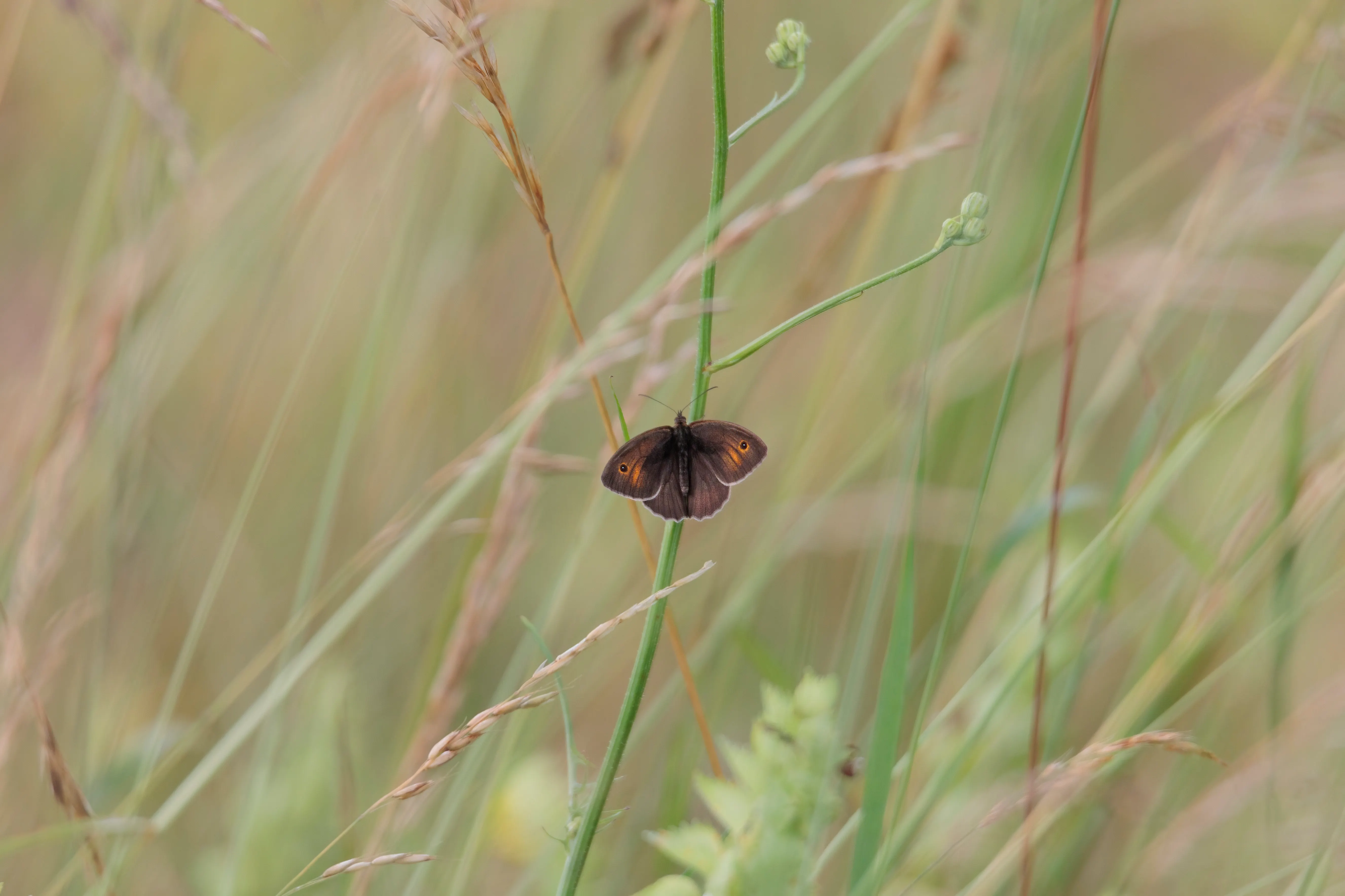 Butterfly on grass - My Garden Academy