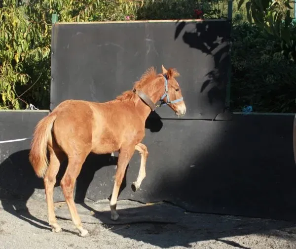 Young chestnut horse learning to tie up calmly 