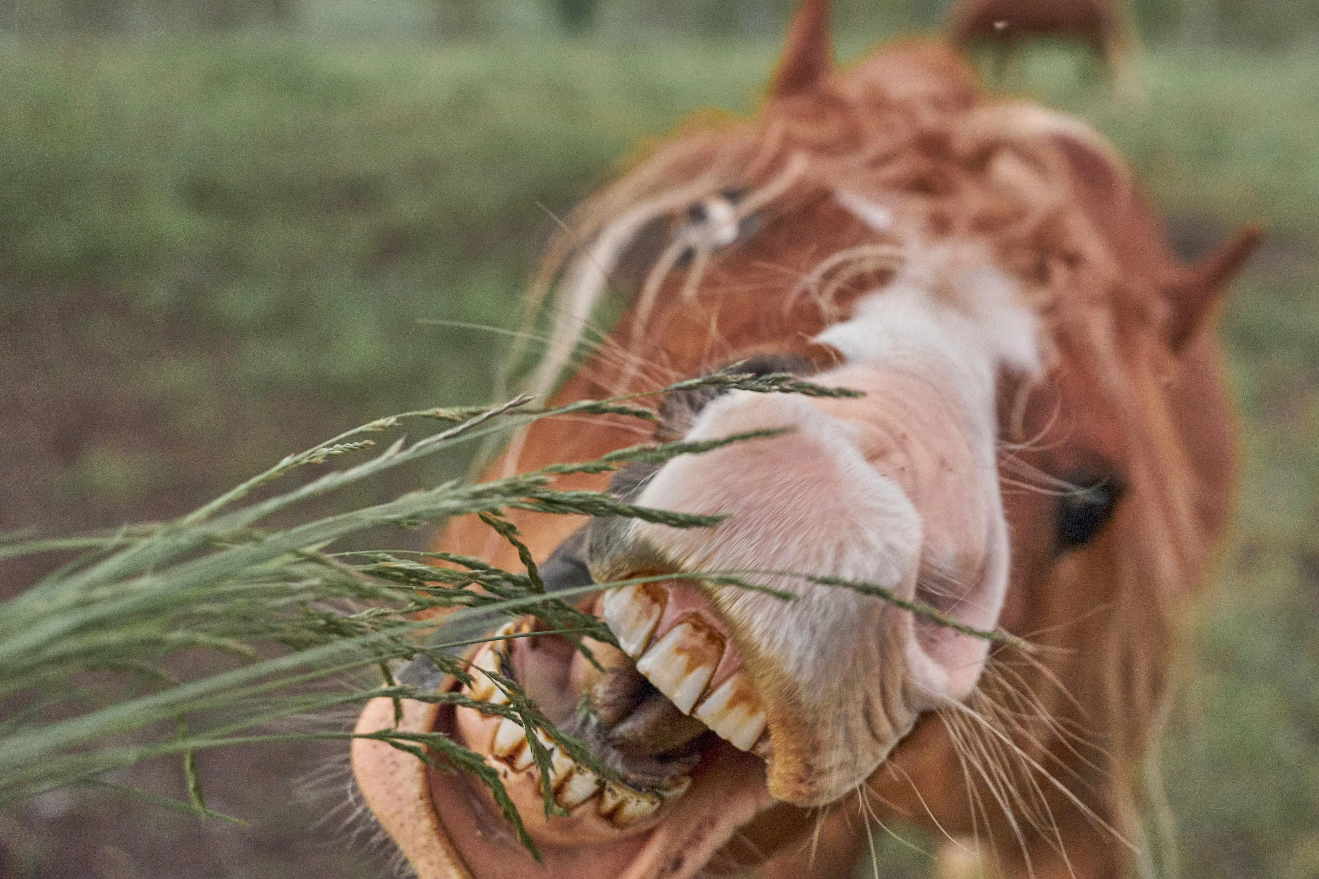 horse teeth in clear view as the horse is eating