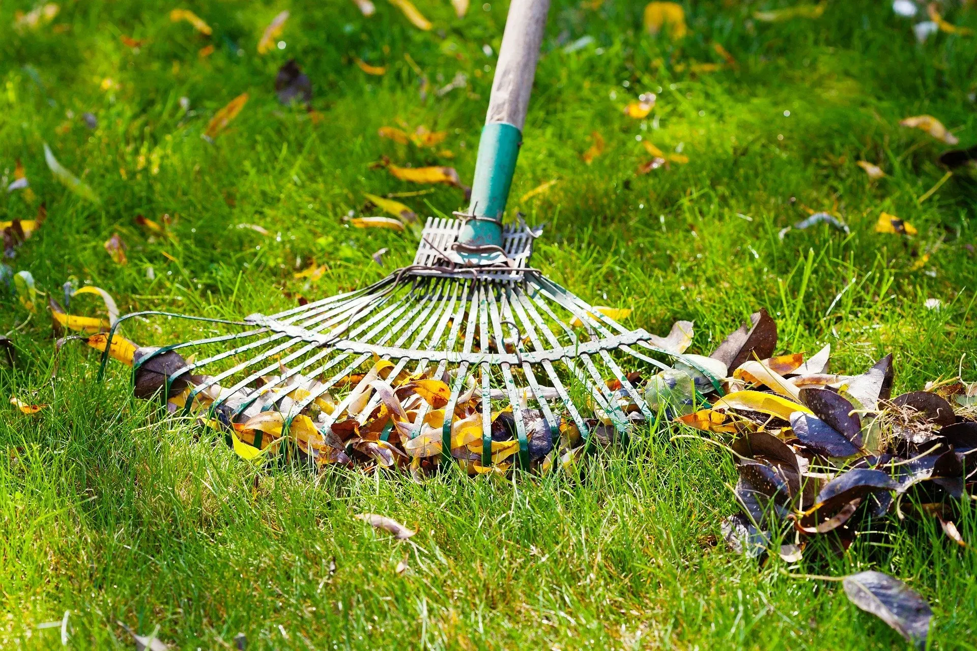 leaves-we-rake-those-too