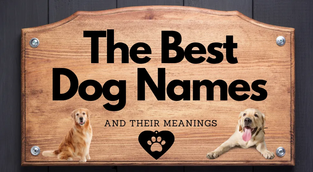 Best Dog Names