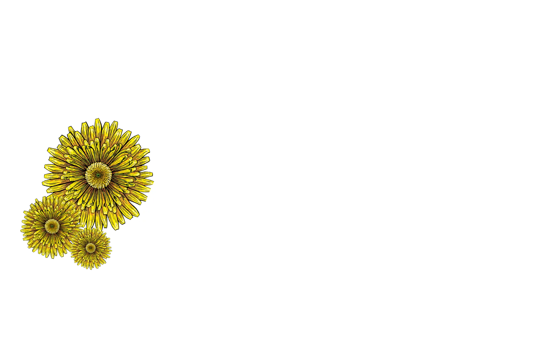 dandelions grace garden