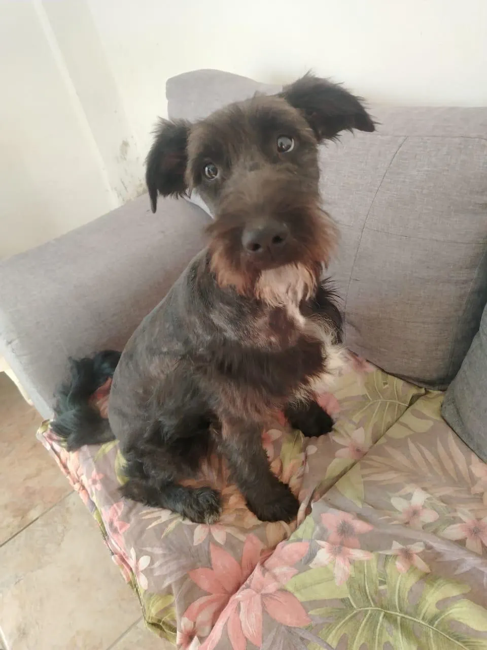 Grenitas: Small, scruffy terrier mix with wiry fur, sitting alert indoors. Shy but sweet, best with gentle families.