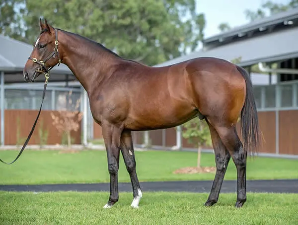 Alabama Express stud portrait at Yulong