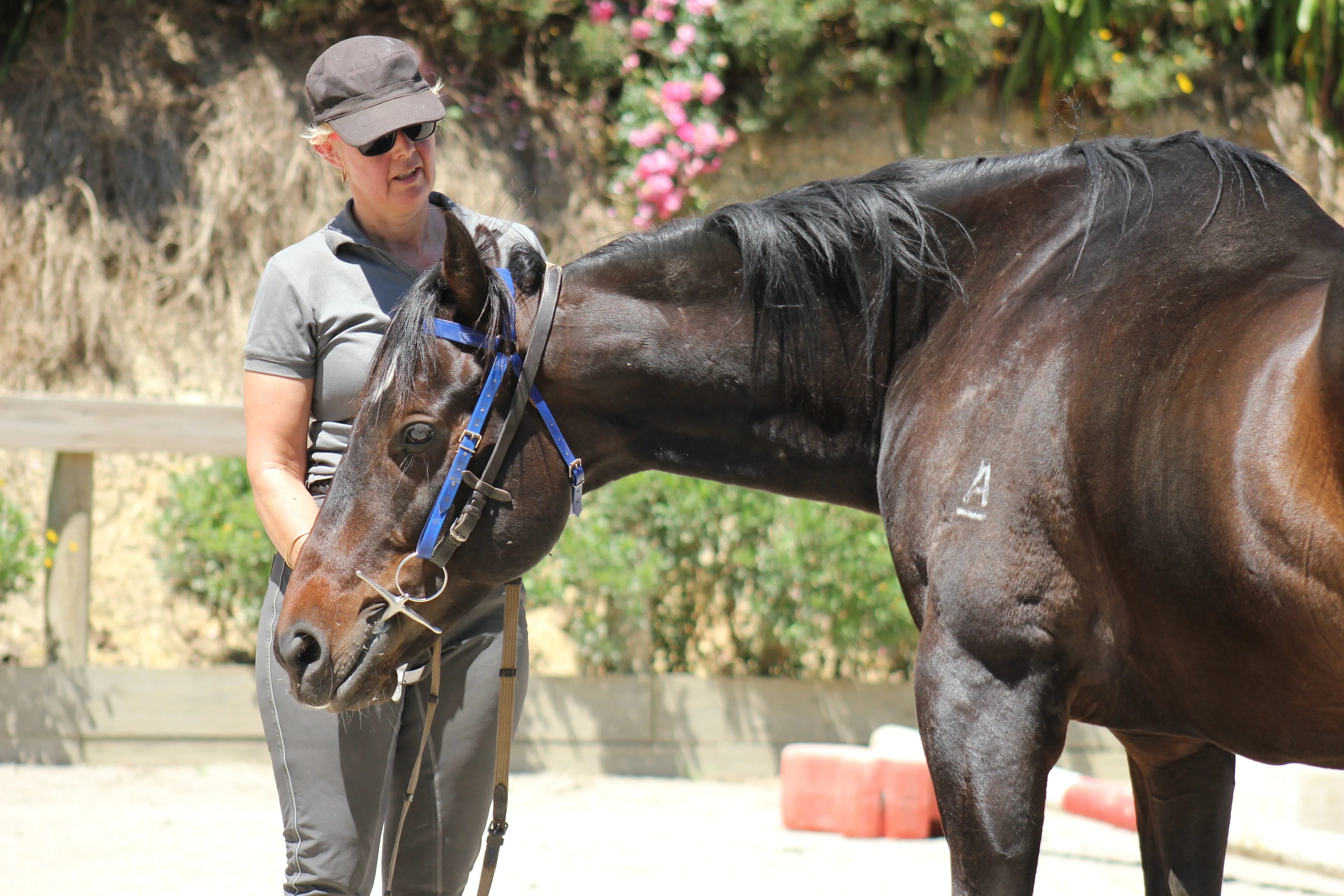 Leanne working on the neck extension with a horse in her mouthing work to encourage the horse to stretch its top-line muscles