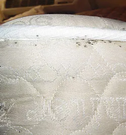 Bed Bug Infestation OKC