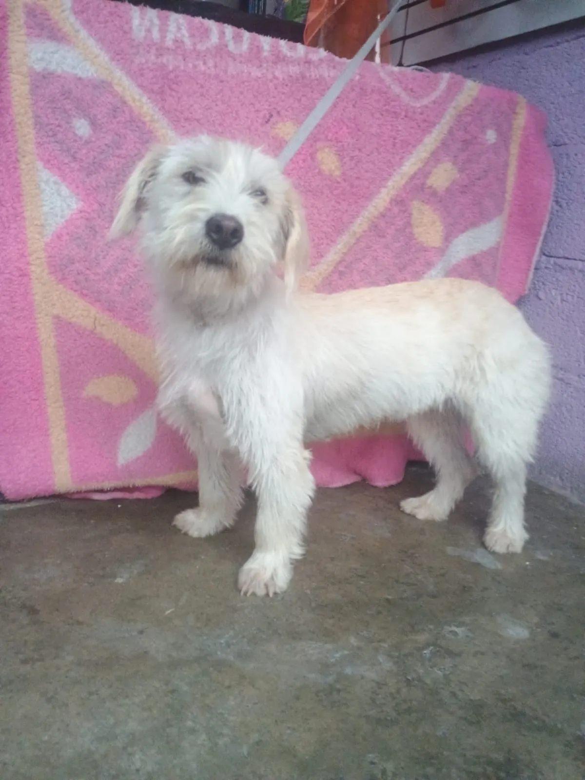 Peppy (Muneca): Small fluffy white dog standing on pink and purple heart blanket. Playful, sweet, perfect lap dog.