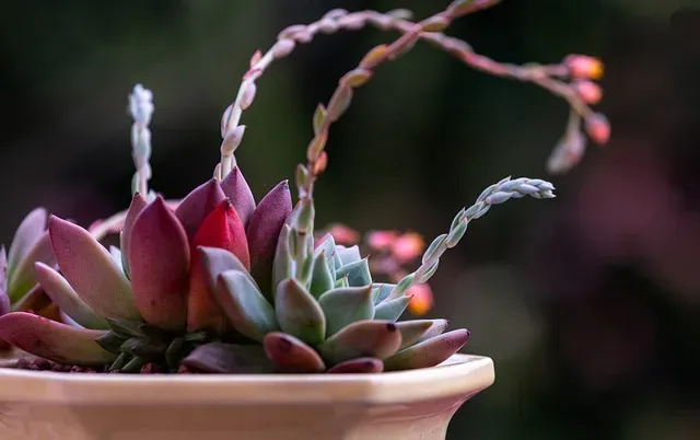 cactus flowers and feeling of Zen