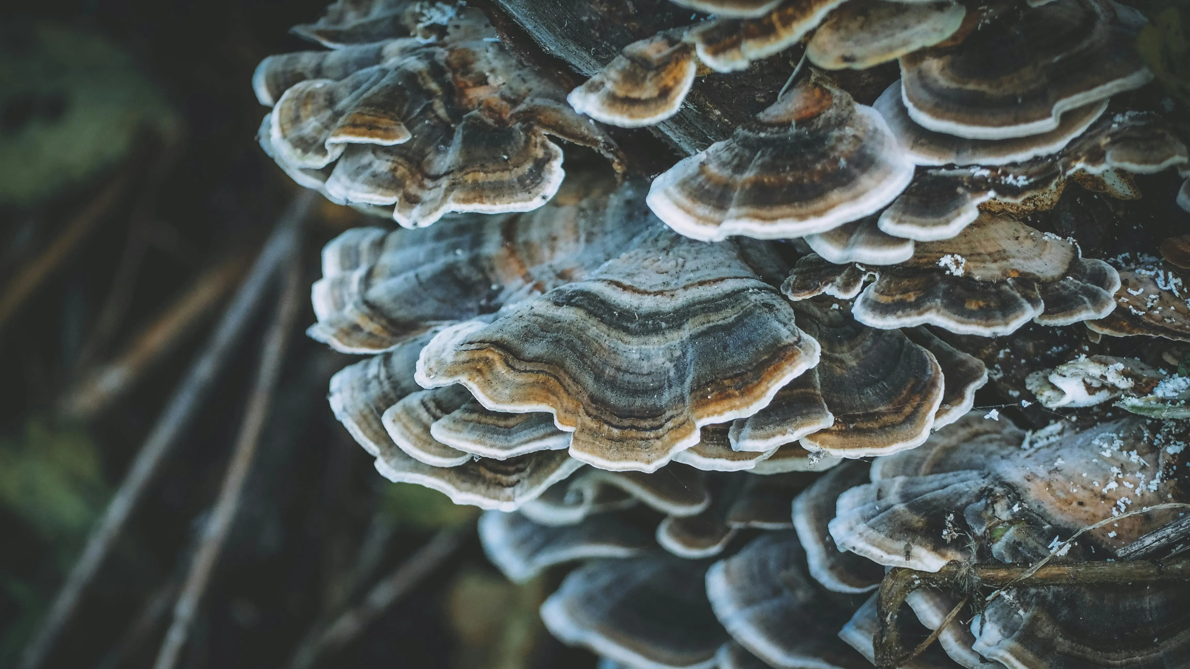close up of turkey tail mushrooms