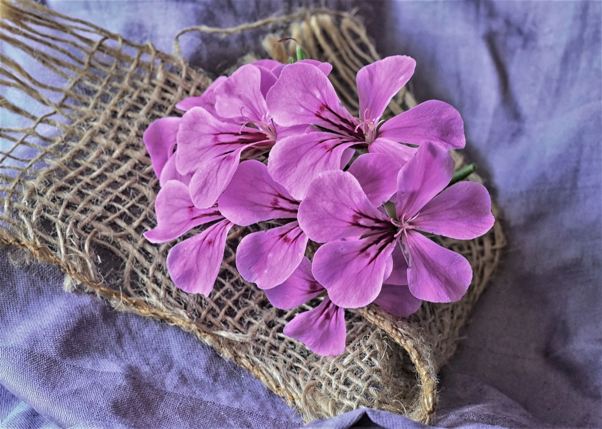 Geranium flower