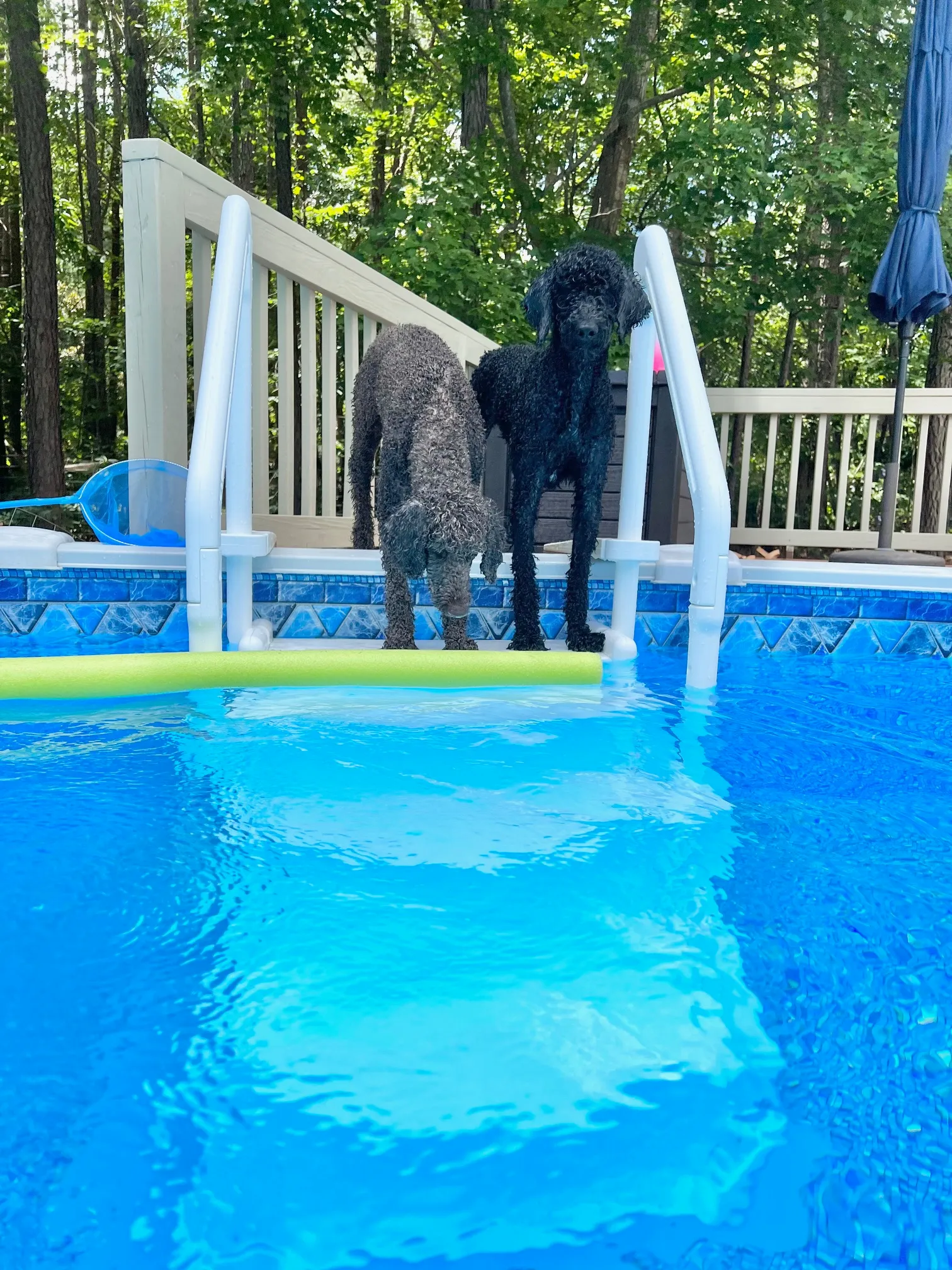 Dog Swim Youngsville, Wake Forest, Raleigh, Rolesville