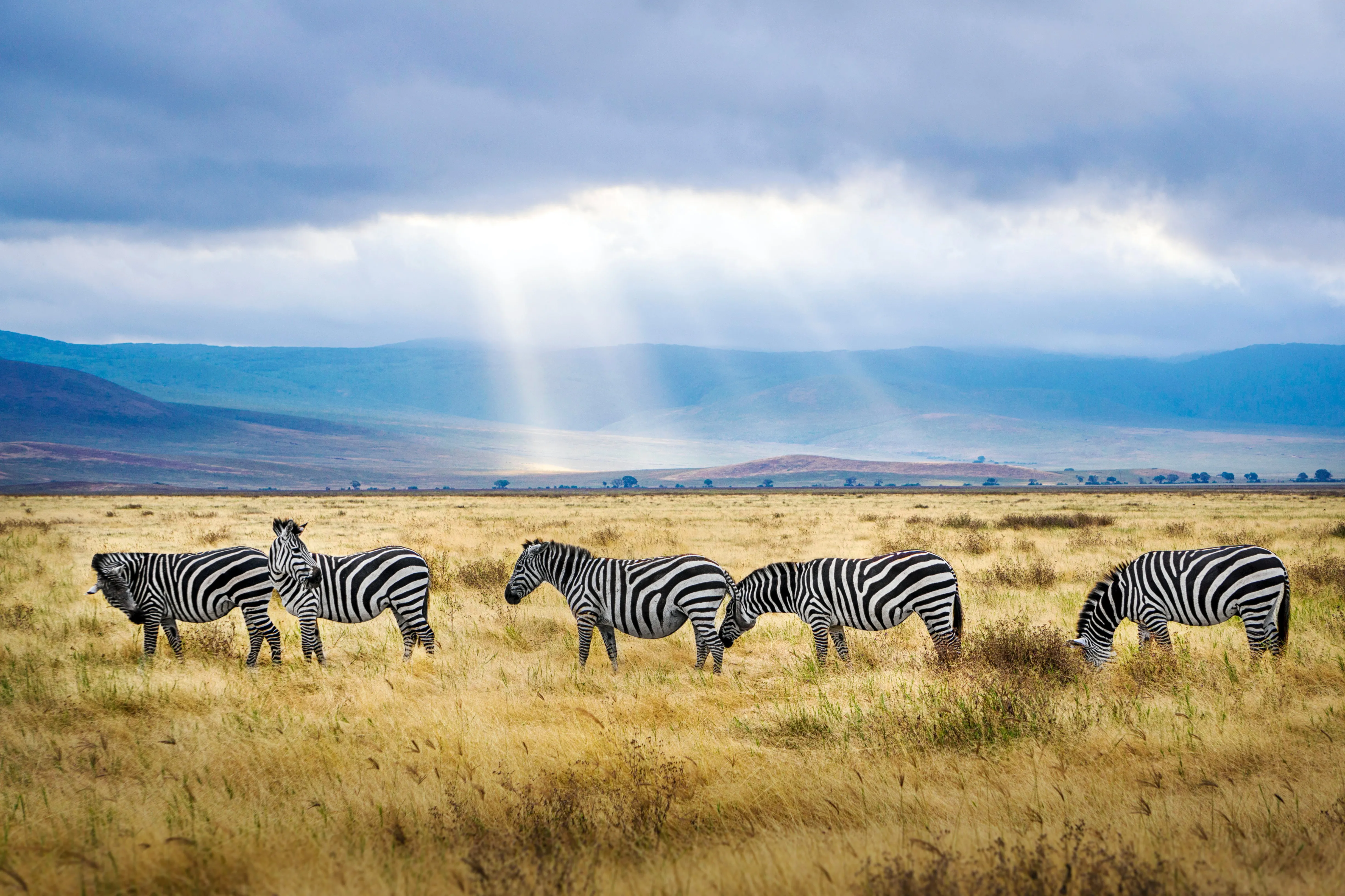 African Savanna