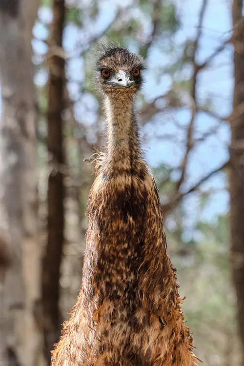 Emu Wilpena Pound