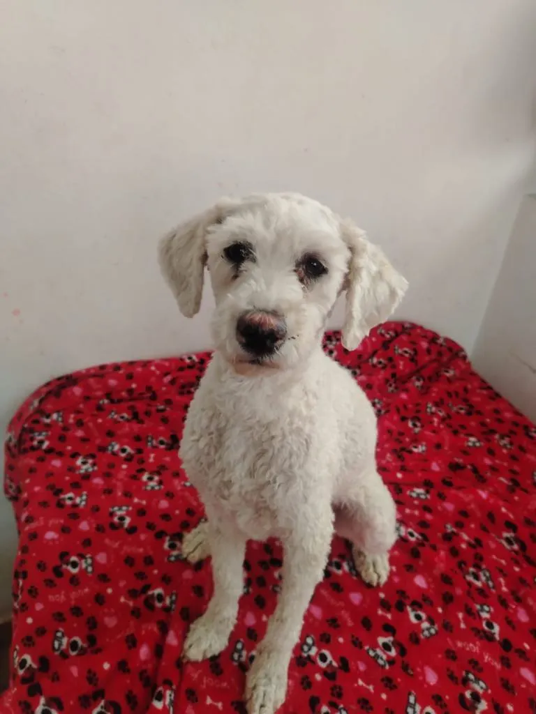 Lucas: Small white terrier mix on red blanket. Sweet, spayed, good with dogs and kids, low energy.