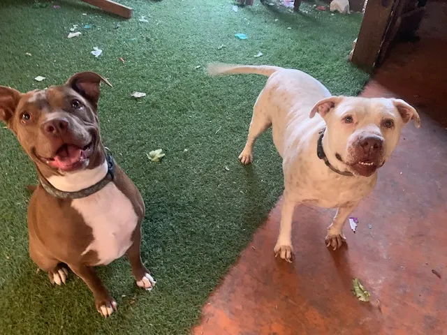 Rescued Pitbull Pair: Two smiling pit bulls—one chocolate, one white—posing side-by-side. Friendly bonded pair needing urgent adoption