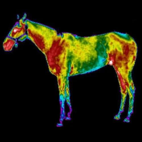 Equine Thermography Wholebody