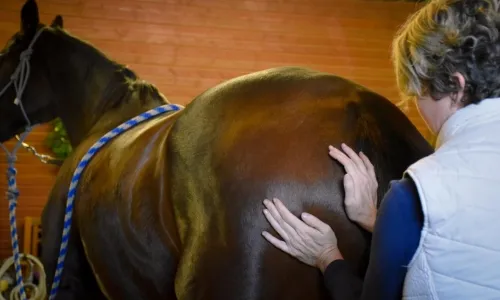 Neuromuscular Therapy Equine