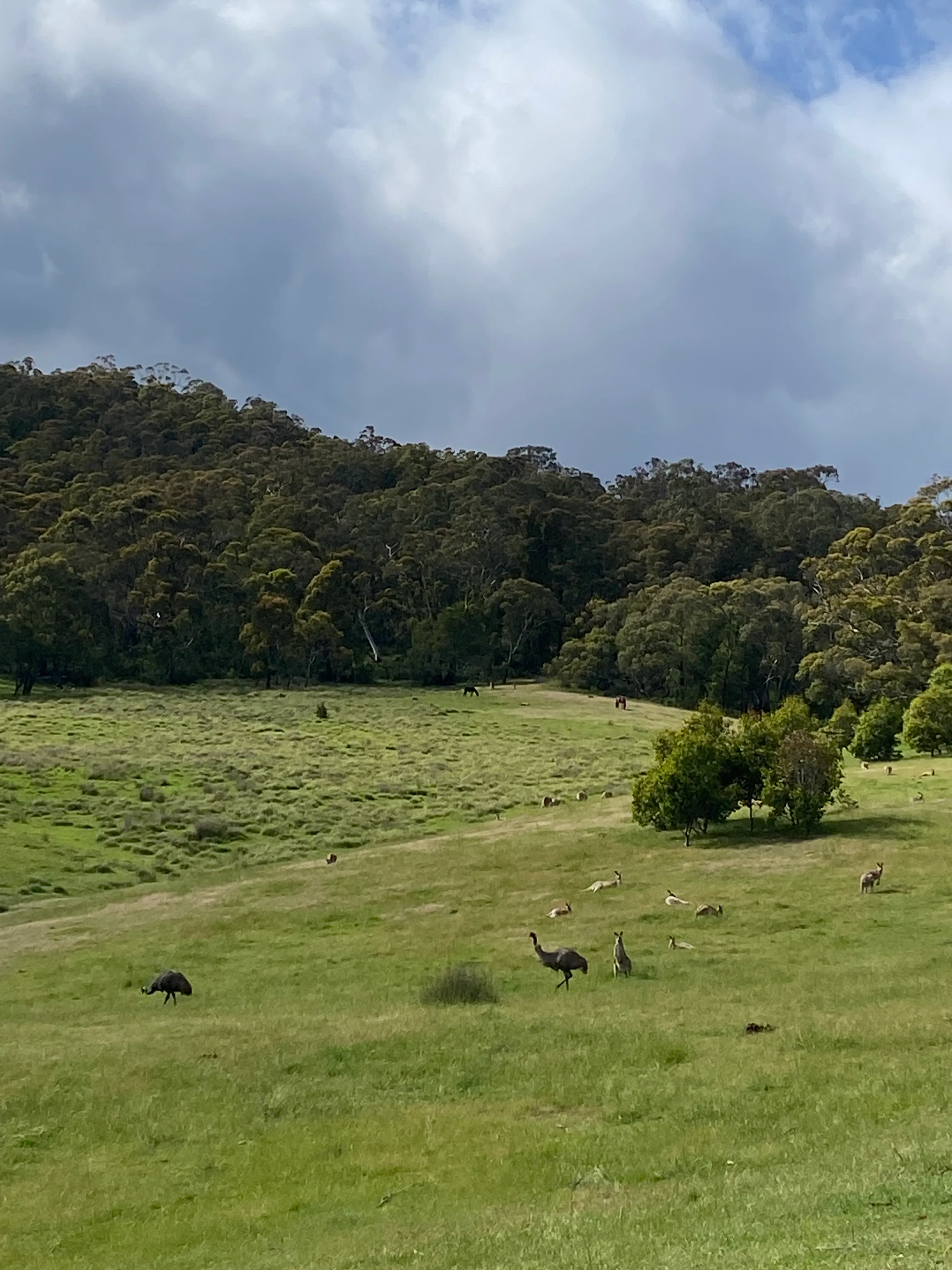 Emus creating magic on my nature adventure