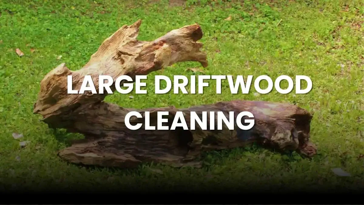 large driftwood cleaning