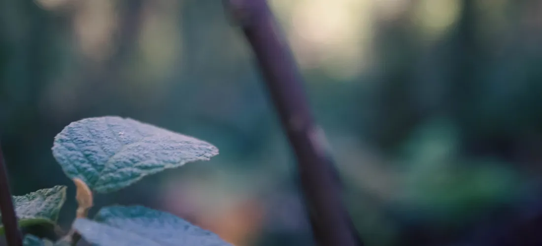 leaves
