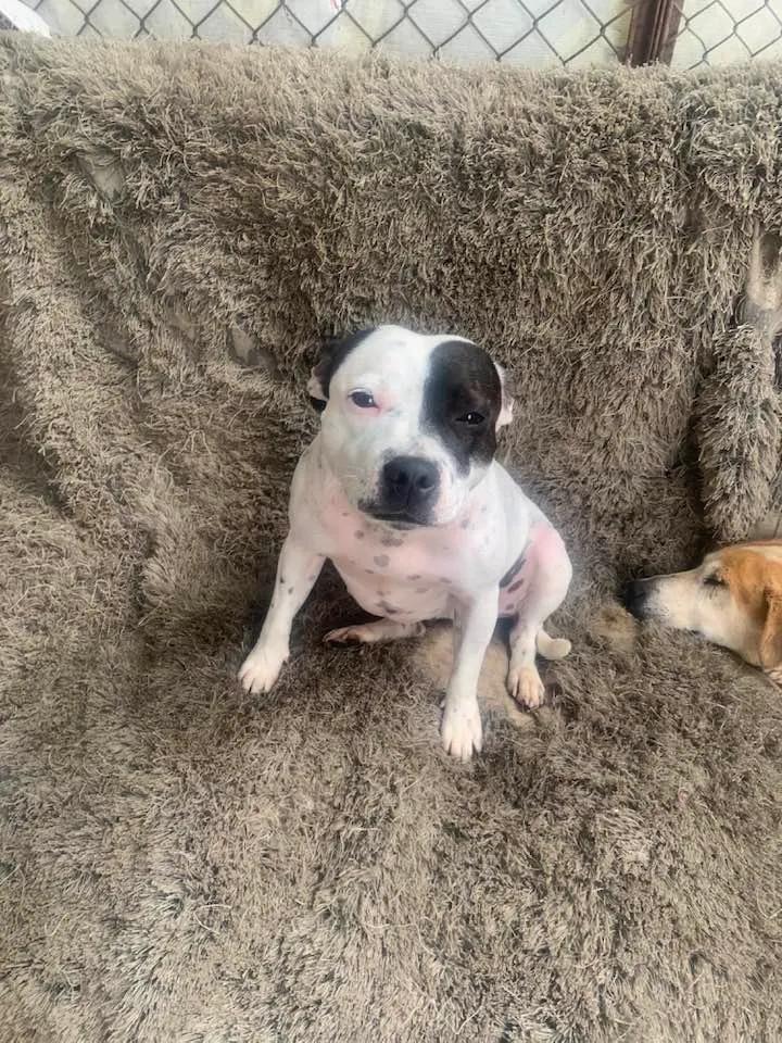 Tiny (Pitada): Small white and brown terrier mix sitting on couch. Young, affectionate, playful, good with dogs and kids.