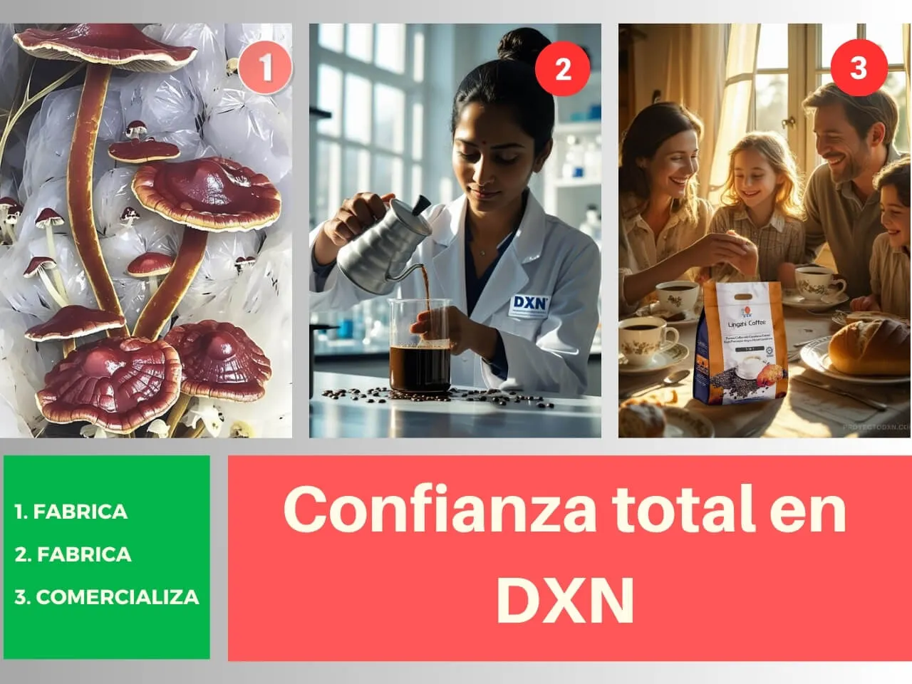 Infografía del proceso 'De la Granja a tu Taza' de DXN, garantizando la confianza total en el producto.