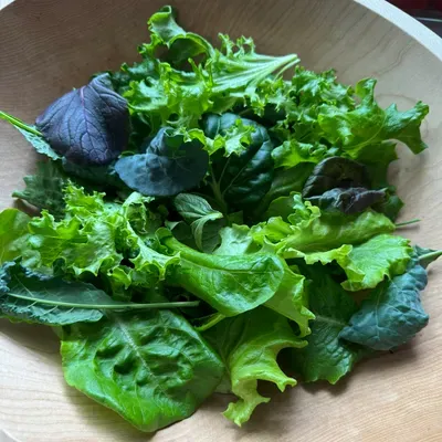 Nutrient-dense greens harvested from Tower Garden by Juice Plus