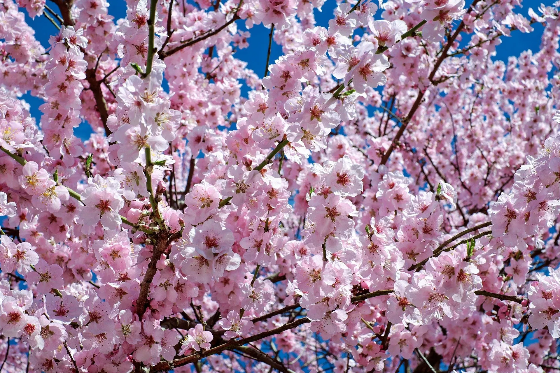 Spring cherry blossoms