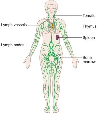 Reflexology lymph drainage is a specialized reflexology technique that promotes lymph flow, removes toxins, excessive fluids, and boosts immunity.