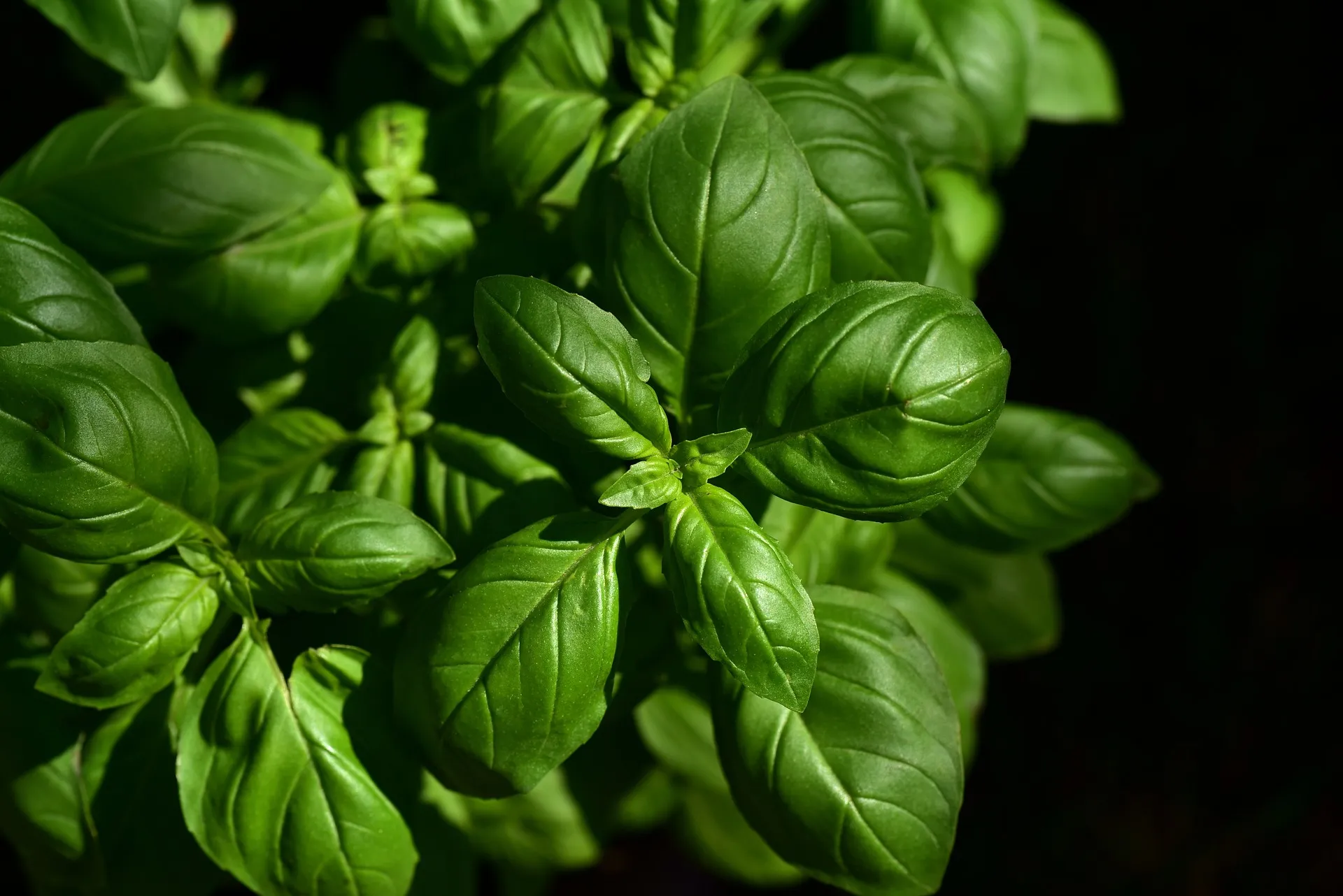 Fresh basil leaves