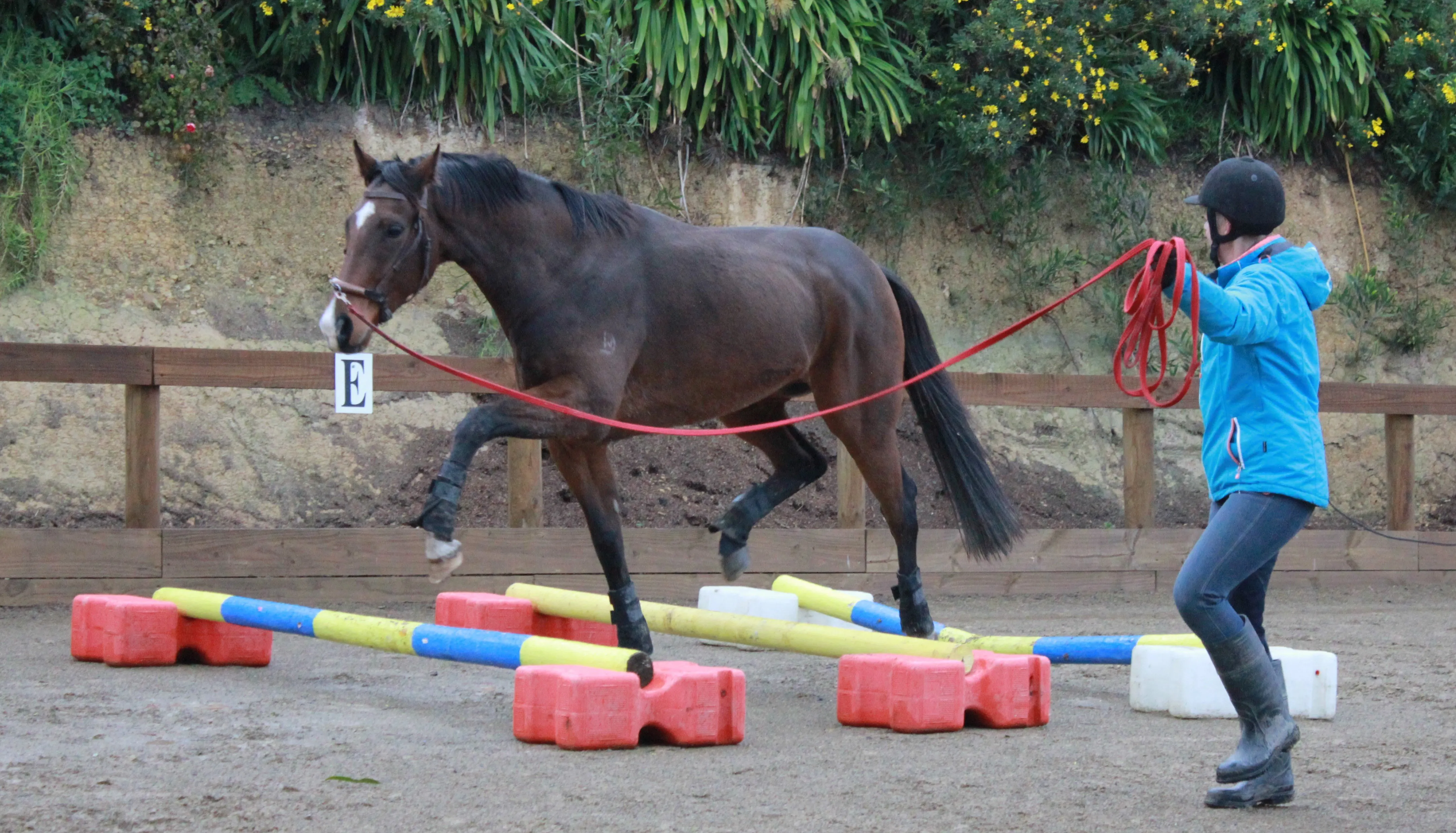 Joe being lunged over cavaletti jumps to to work on his coordination