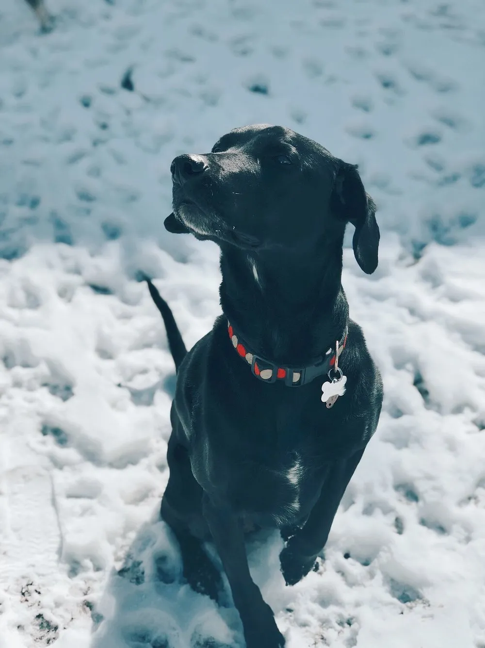 kansas city dog training black lab sitting in snow Newman's Dog Training