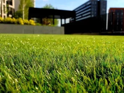 Backyard Grass