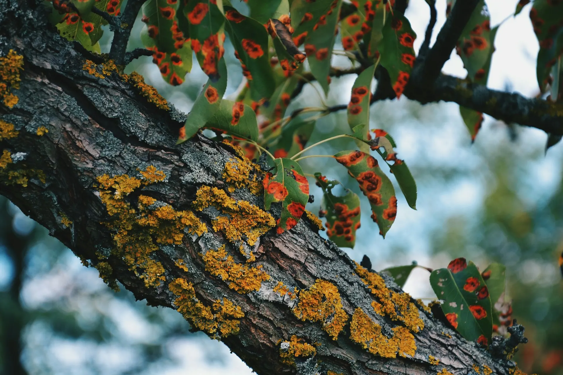 tree disease