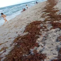 a few persons on a beach with sargassum