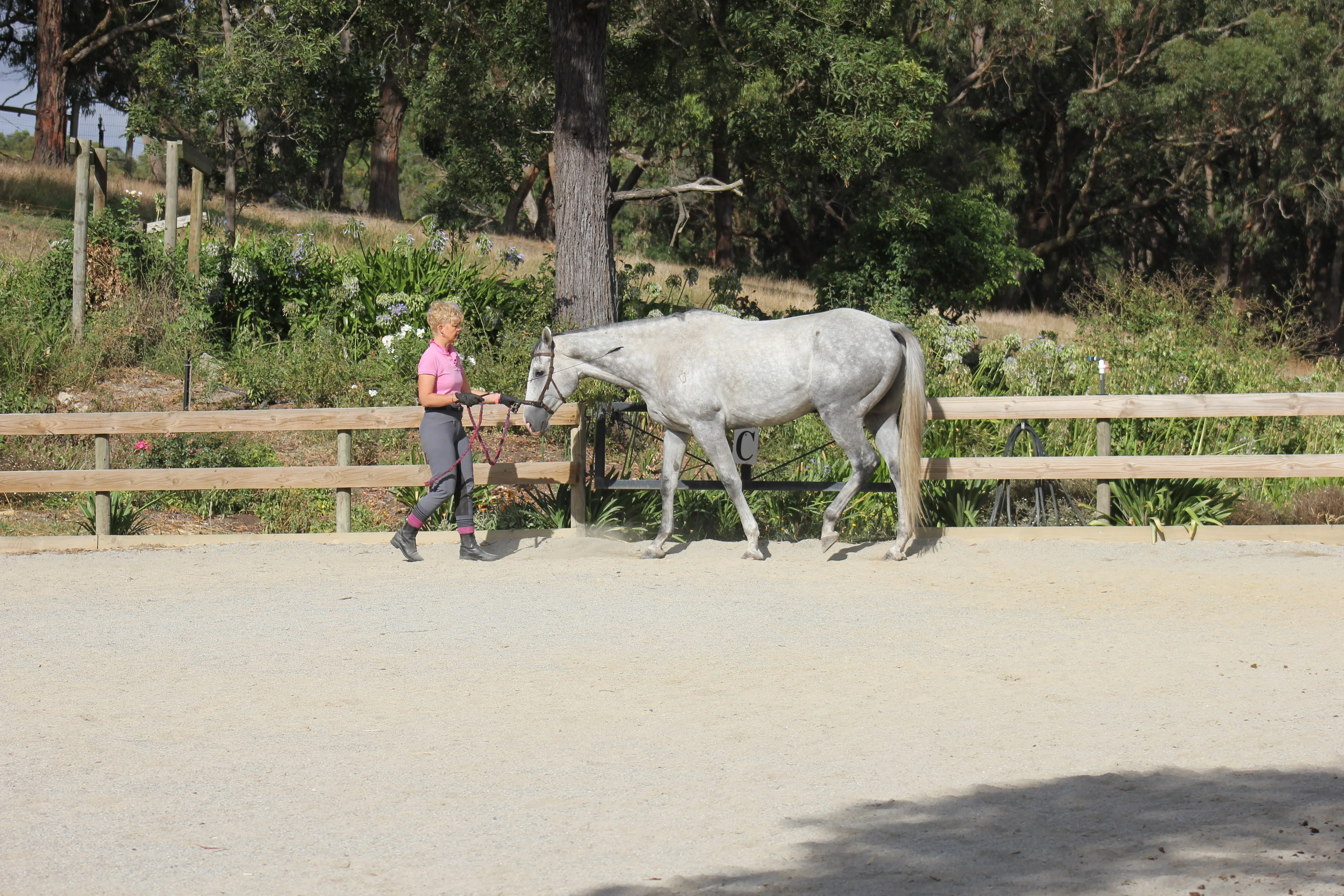 Bob undergoing our cavesson work to correct his balance and posture