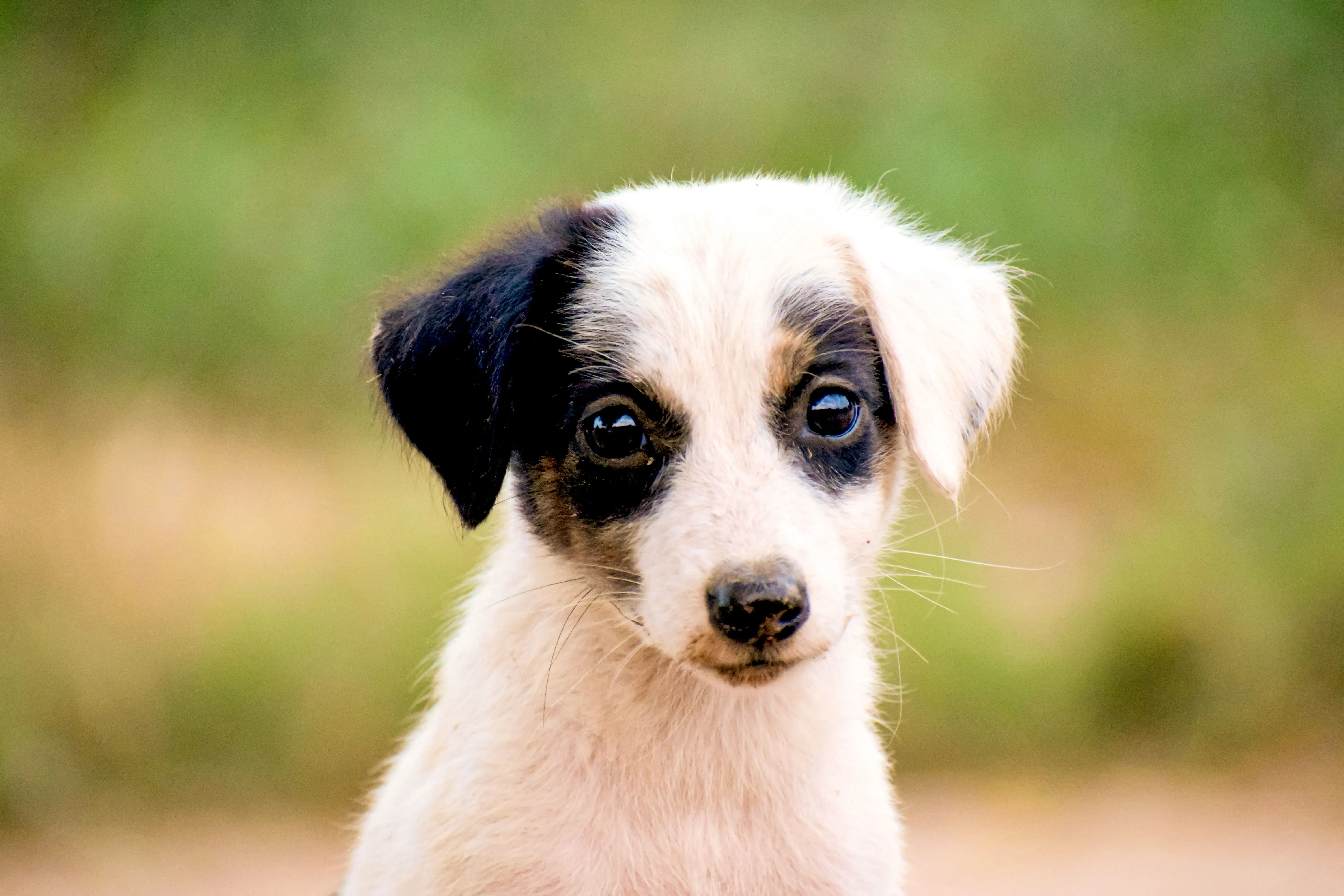 Advanced Animal Communication