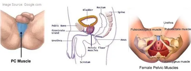 male and female pelvic floor muscles
